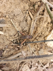 Zonocerus variegatus