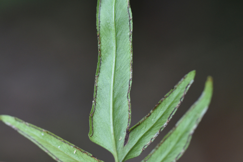 Lindsaea ensifolia