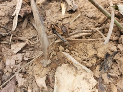 Zonocerus variegatus