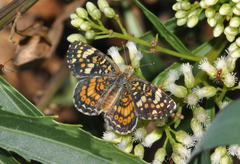 Phyciodes picta canace