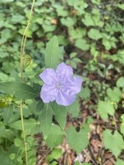 Ruellia ciliosa