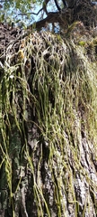Rhipsalis