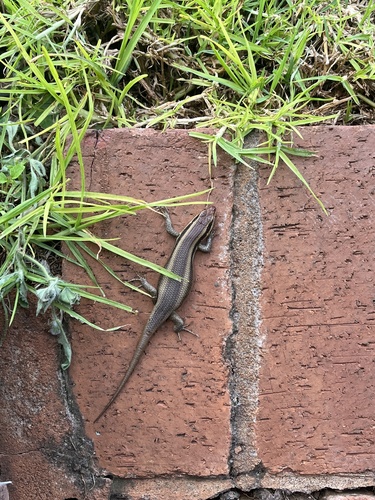 African Striped Skink