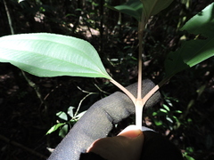 Miconia buddlejoides