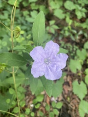 Ruellia ciliosa