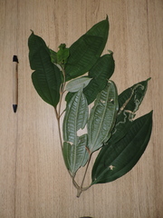 Miconia buddlejoides