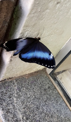 Morpho helenor
