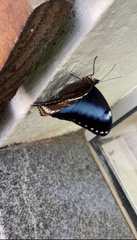 Morpho helenor