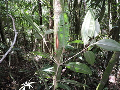 Miconia buddlejoides