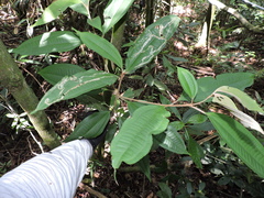 Miconia buddlejoides