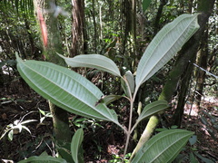 Miconia buddlejoides