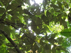 Miconia buddlejoides