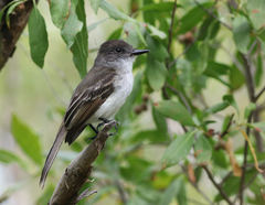Myiarchus antillarum