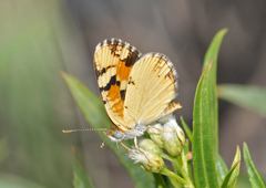 Phyciodes picta canace