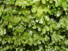 Symphyogyna hymenophyllum