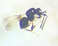 Aphanogmus