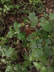 Triumfetta rhomboidea