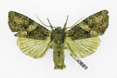 Lacanobia contigua