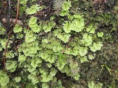 Hypopterygium didictyon