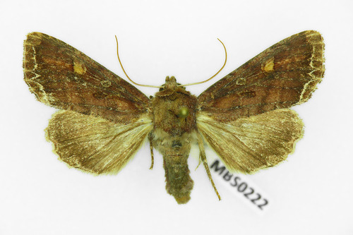 Bright-line Brown-eye