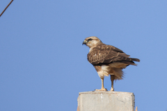 Buteo rufinus cirtensis