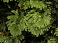 Hypopterygium didictyon