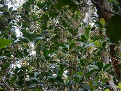 Crossostylis grandiflora