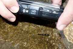 Chromogobius quadrivittatus