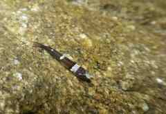 Chromogobius quadrivittatus