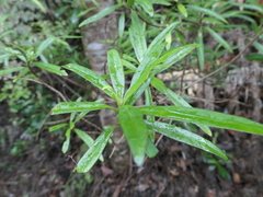 Brachyglottis kirkii