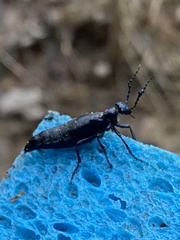 Meloinae