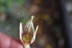 Crossostylis grandiflora