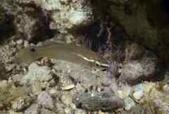 Ctenolabrus rupestris