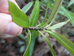 Brachyglottis kirkii