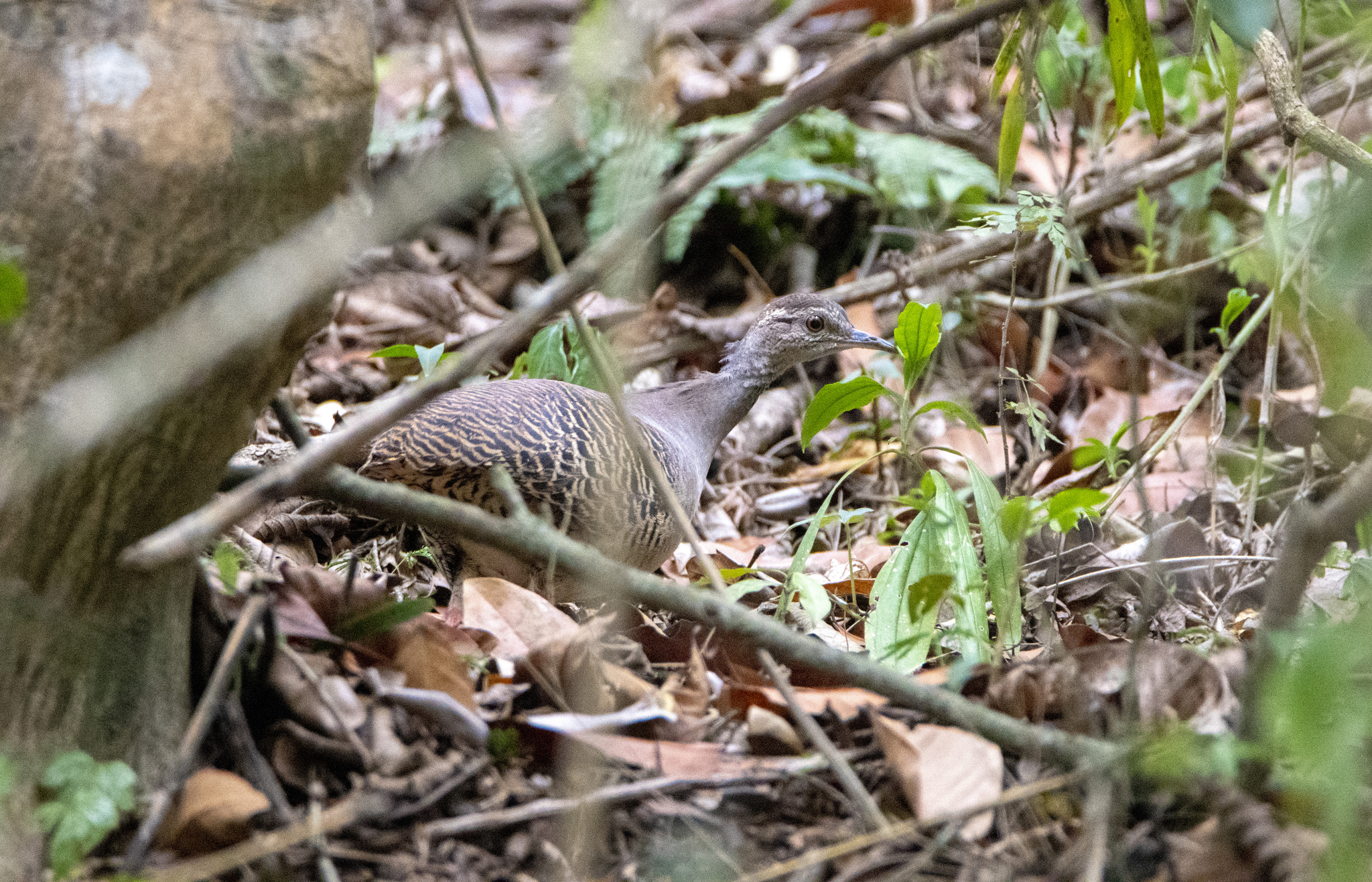 Pale-browed Tinamou (Crypturellus transfasciatus), photo 2