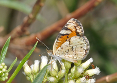 Phyciodes picta canace