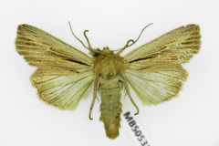 Leucania comma