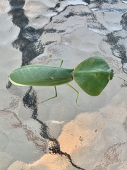 Choeradodis rhombicollis