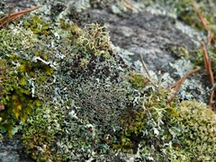 Cladonia stipitata