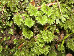 Mniodendron colensoi