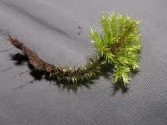 Mniodendron colensoi