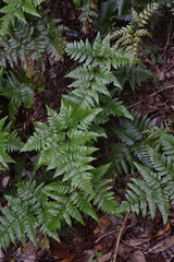 Davallia solida