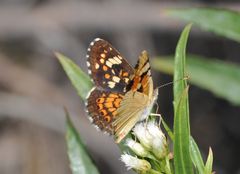 Phyciodes picta canace