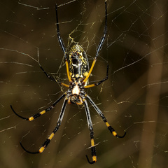 Trichonephila senegalensis