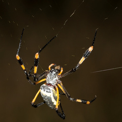 Trichonephila senegalensis