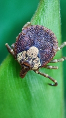 Amblyomma cajennense