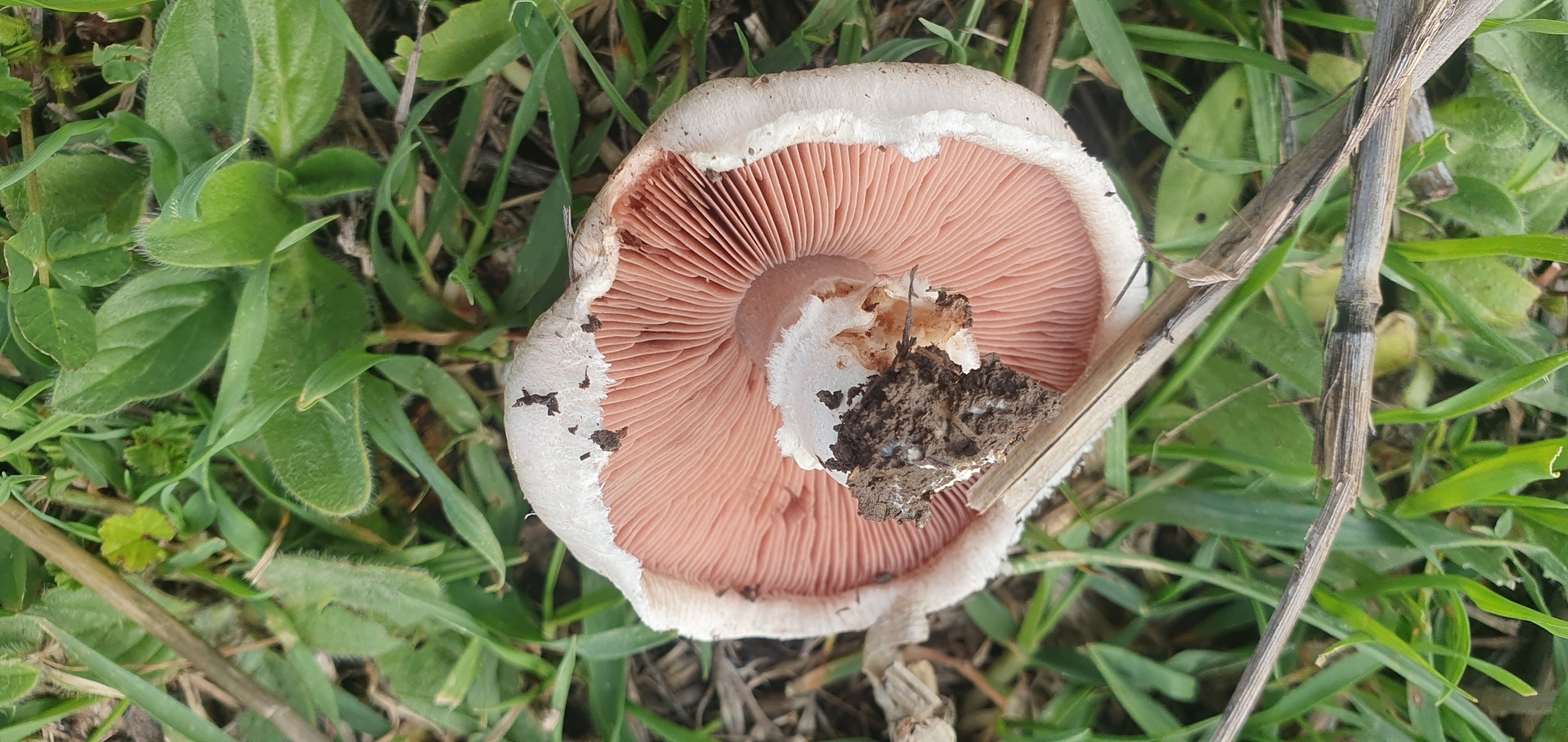 Agaricus Arvensis Anischampignon Agaricus Arvensis Anischampignon