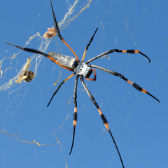 Trichonephila senegalensis