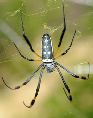 Trichonephila senegalensis annulata