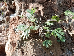 Actiniopteris radiata